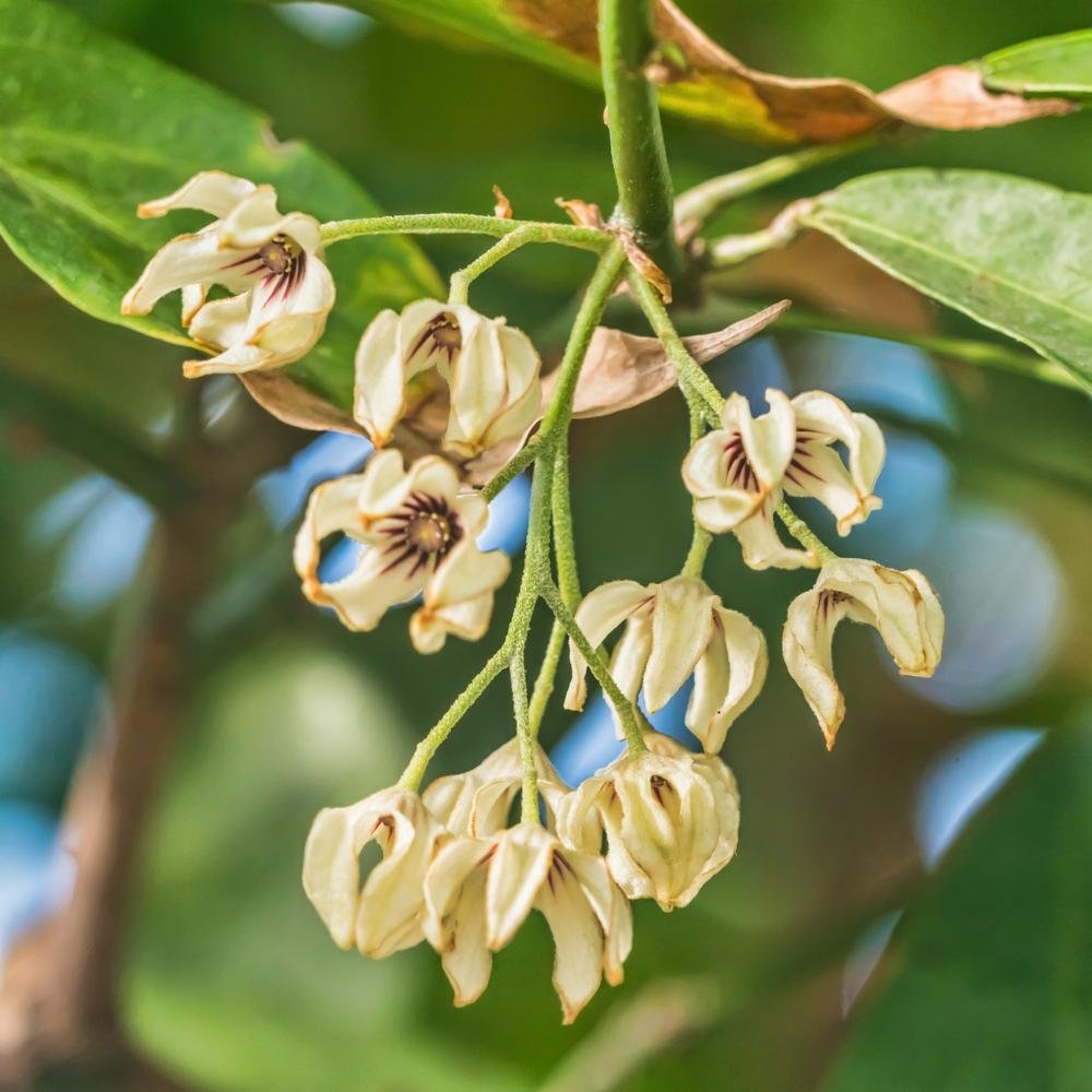 Cola nitida